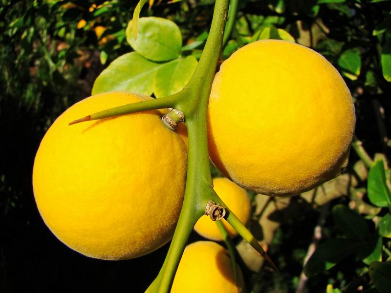 L'arbuste aux fruits d'or Citrus16