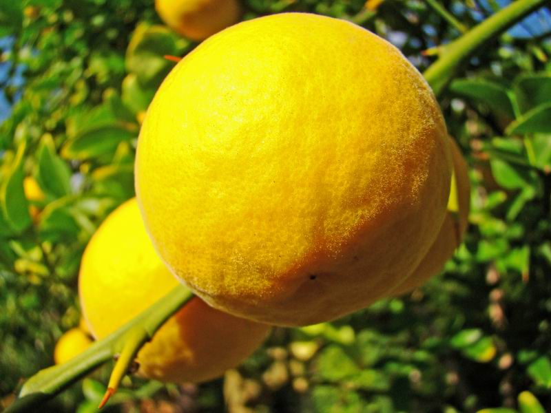L'arbuste aux fruits d'or Citrus17