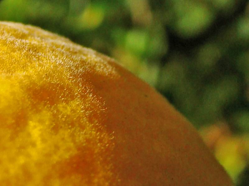 L'arbuste aux fruits d'or Citrus18