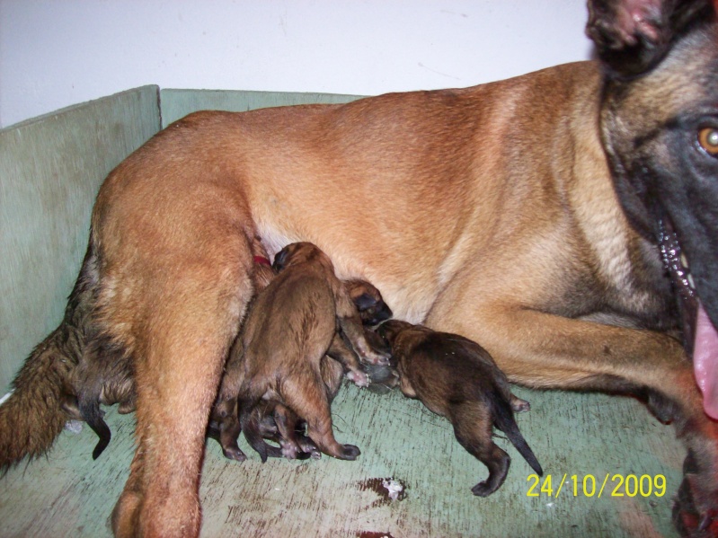 chiots malinois - Page 3 100_0315