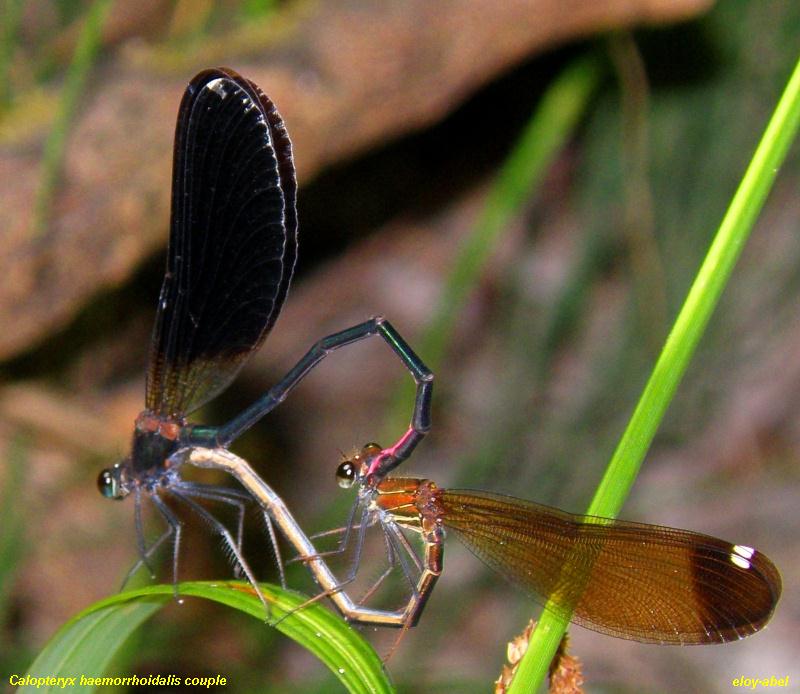 Calopteryx haemorrhoidalis Calopt11