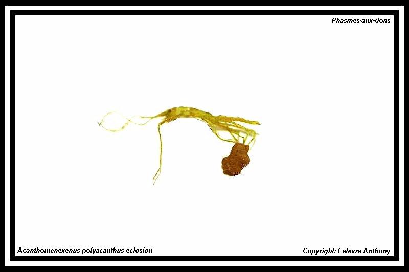 Acanthomenexenus polyacanthus (P.S.G n°295) Eclosi12