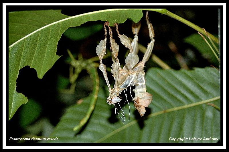 tiaratum - Extatosoma tiaratum (PSG n°009) (CLP n°003) Extato14