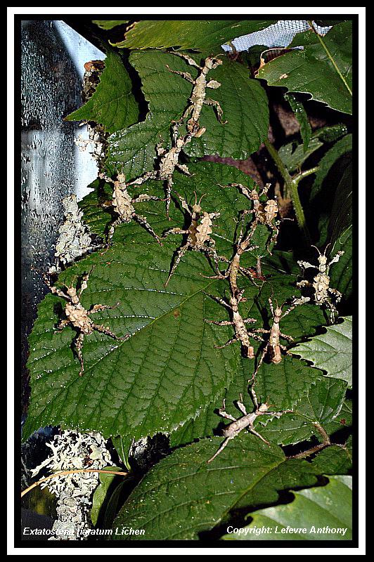 Extatosoma tiaratum lichen Extato30