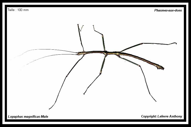 Myronides magnificus (P.S.G n°210) Lopaph28