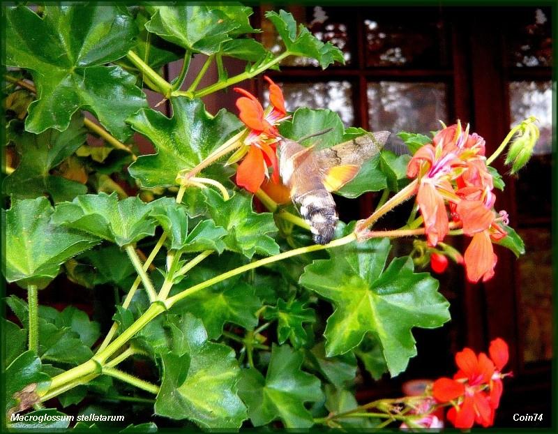 Macroglossum stellatarum Macrog10