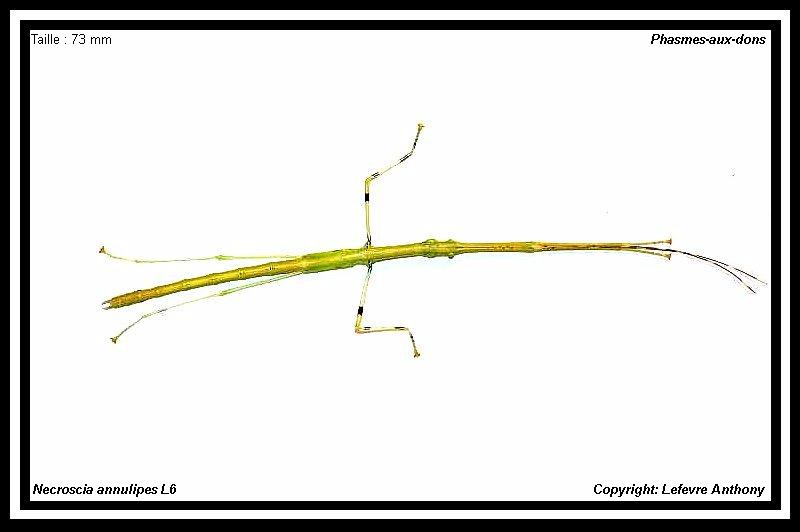 Anarchodes annulipes (P.S.G n°290) Necros11