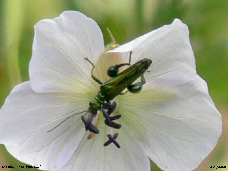 Coléoptères de Haute-Garonne 1 Oedeme10