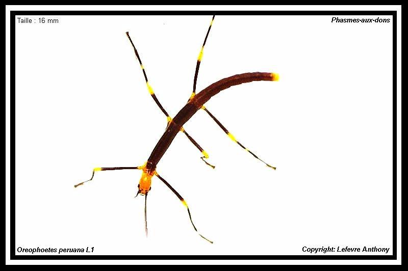 Oreophoetes peruana peruana (P.S.G n°84) Oreoph11