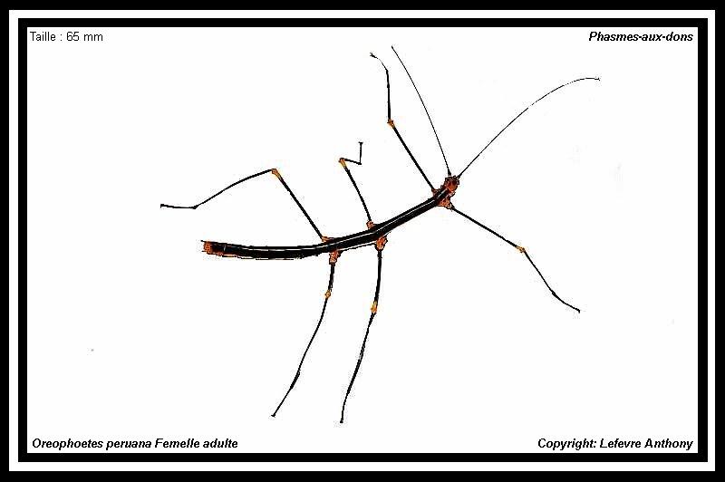 Oreophoetes peruana peruana (P.S.G n°84) Oreoph16