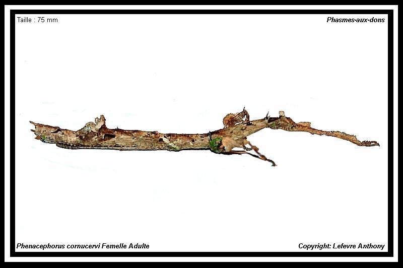 Phenacephorus cornucervi (P.S.G n°73) Phenac19