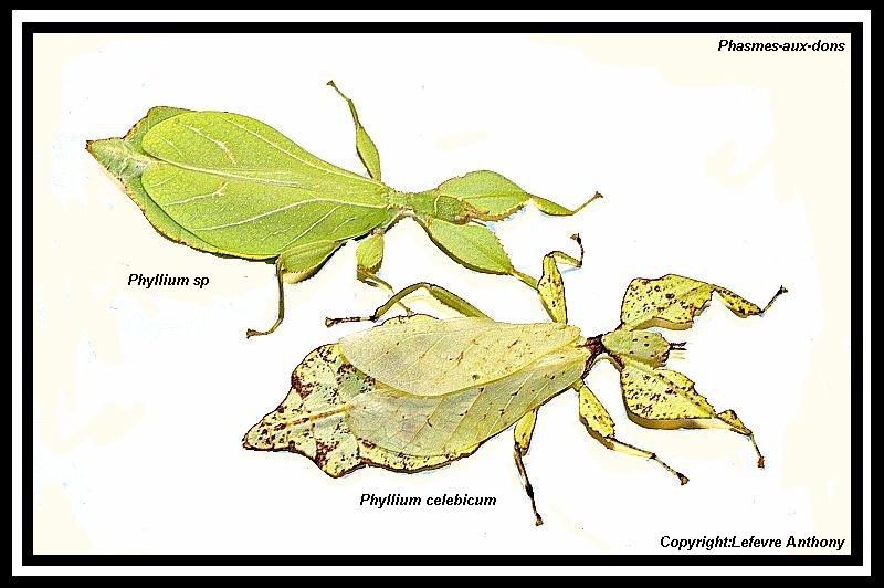 Phyllium celebicum & sp Phylli13