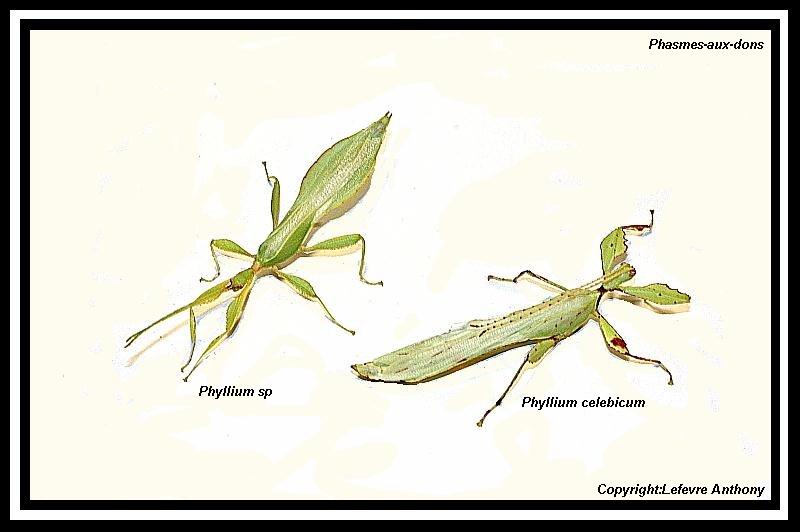 Phyllium celebicum & sp Phylli14