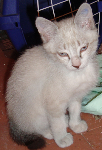 Pitusa, Pastel y Mirka, gatitos dos meses en adopcin Gatito25