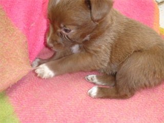 Cuatro cachorritos, tamaño pequeño, pelo semilargo.ValenciaADOPTADOS Amiko10