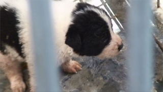 Frida mastina y sus seis cachorros de días ADOPTADA Berman10