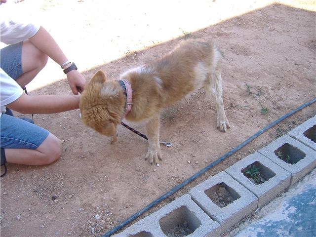 LEA, cachorrita tamaño grande, 5 meses valencia Cvlea110