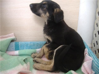 ENZO, cachorro cruce pastor alemán,2 meses.ValenciaADOPTADO Enzo411