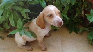 Gladys, cachorrita pointer, 1'5 meses. Valencia ADOPTADA Gladis17