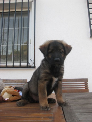 mastin - KIRA, cachorrita de mes y medio, cruce de mastín.ValenciaADOPTADA Kira10