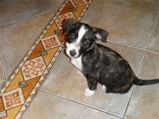 TULA y LUCI, cachorritas mestizas, tamaño pequeño. Tula FALLECIDA, Luci ADOPTADA Luci110