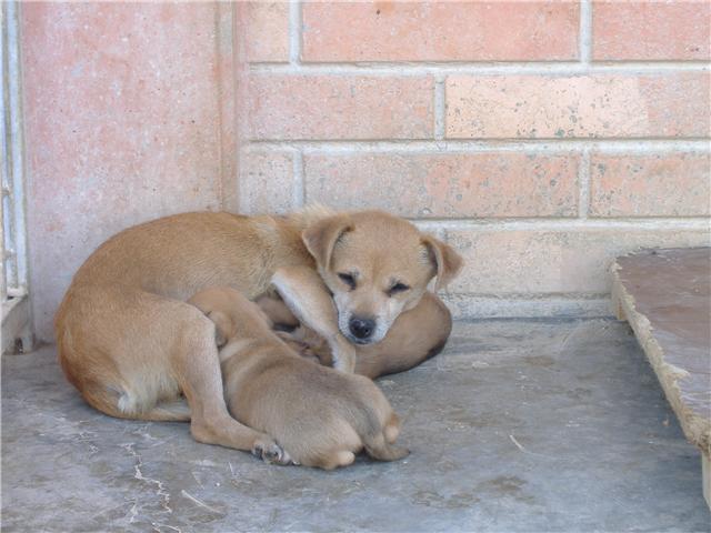 MINIMOI,ratonerita minúscula y sus 2 cachorretes. ValenciaADOPTADA Maiysu10