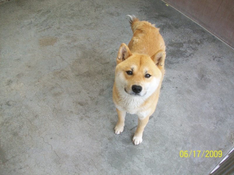 Bouboule Shiba Inu de 2 ans et demi SPA MOUSCRON BELGIQUE 100_2128