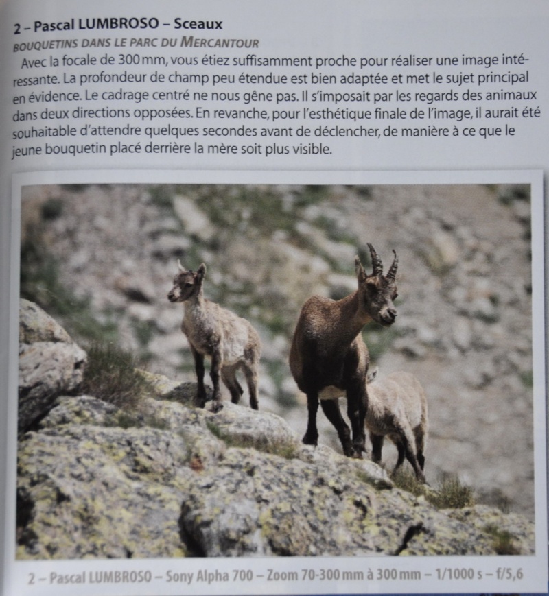 Chamois _dsc0415