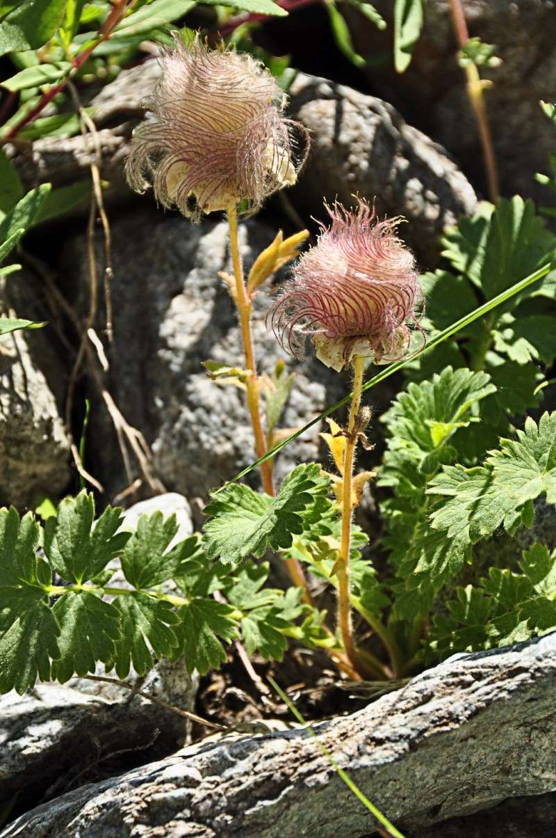 Flore / Animaux Vallon12