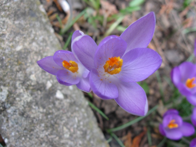 Nouvelles fleurs ! Crocus11