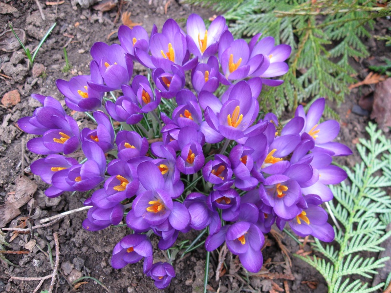 Nouvelles fleurs ! Crocus13