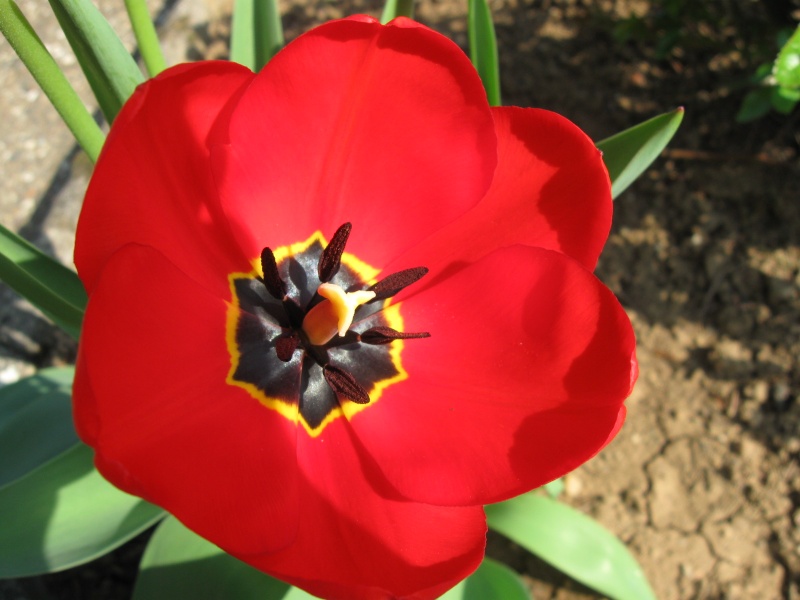 Nouvelles fleurs ! Tulipe10