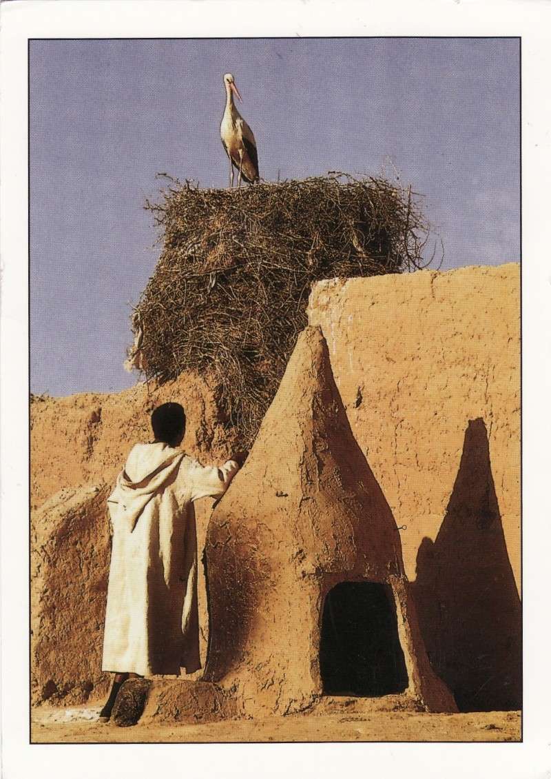 Carte postale des Rabias au Maroc!! Img_0010