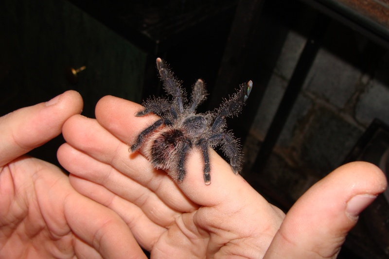 avicularia sp perou Dsc00922