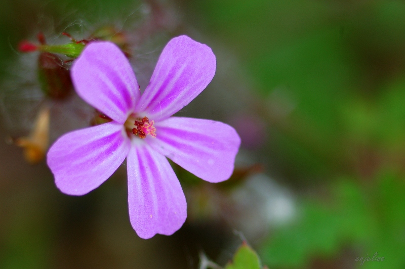 Photo du jour du 15 Juin Fleur_10