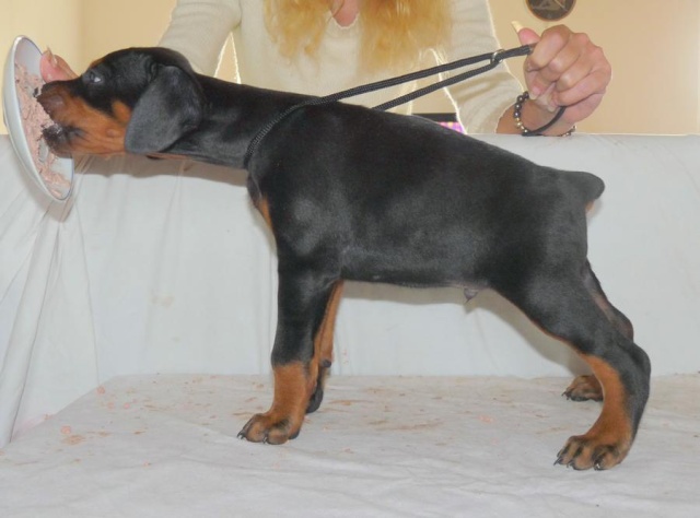 Prinz Paris v. Jahrestal x Baccara Balcanica Forever Star Male_n14