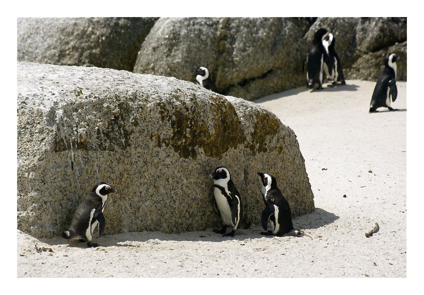 Pingouins du Cap Afrs4812
