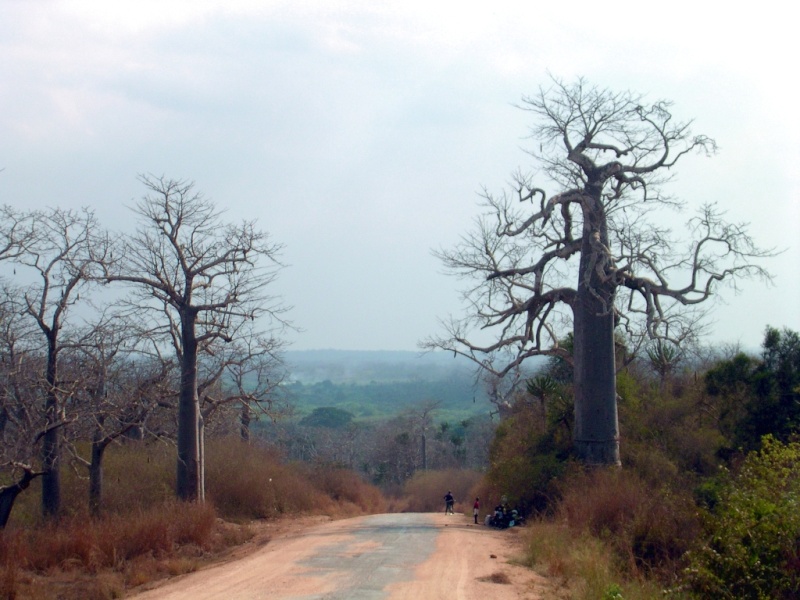  A l'ombre d'un baobab africain Dscn2210