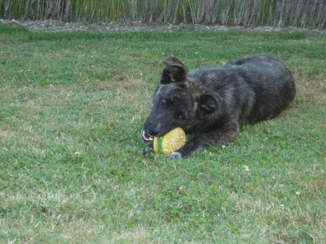 Trouvé dans un fossé...petite chienne ( 24 ) Dora310