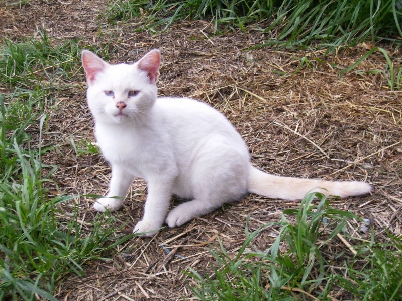 Ma petite gang de Chats... Brume10