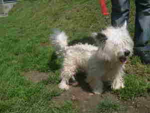 OTHIS -  type westie  - mâle - 4 ans - Cabourg (Calvados) Anm_ph10