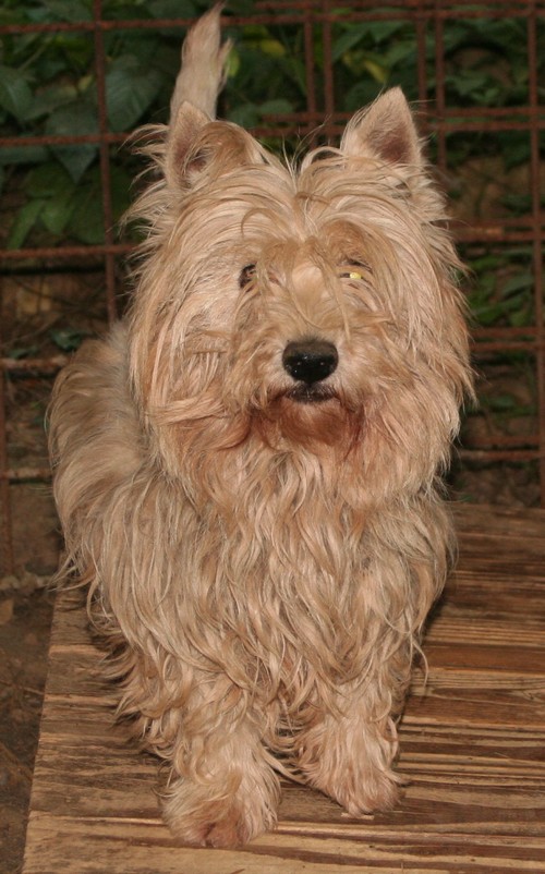 type westie - femelle -  10 ans - Savoie Westie10