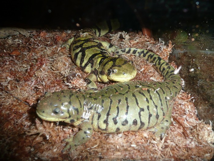 Ambystoma mélanostictum P1010612