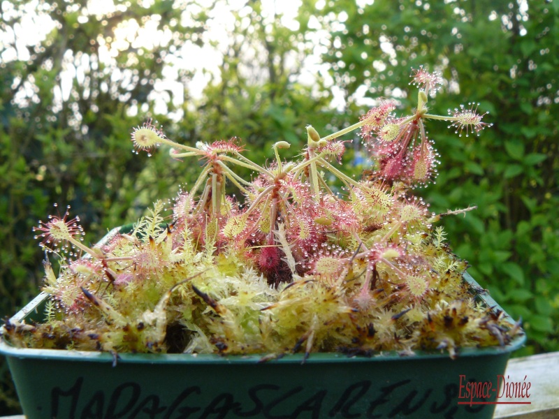 Quelques Drosera ... P1050315