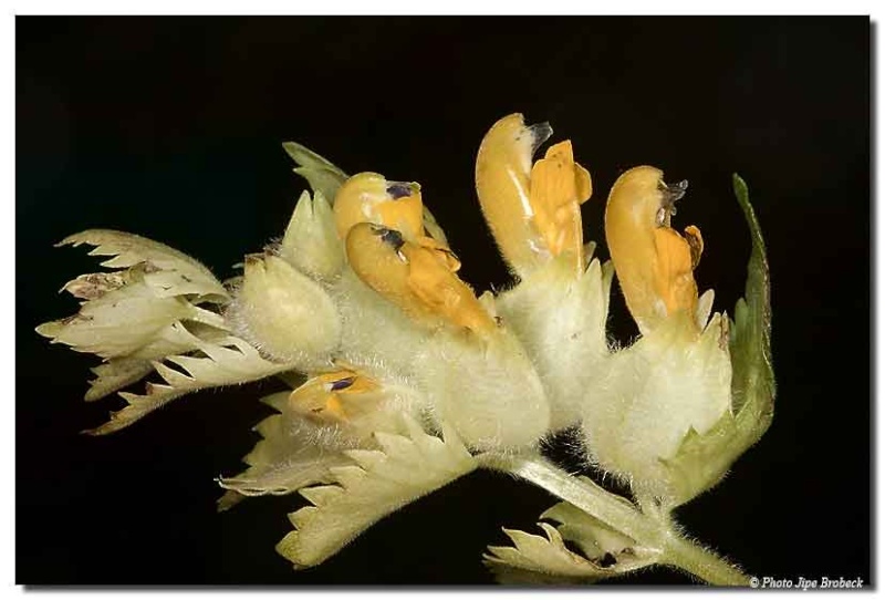 Rhinanthus crista gallis Img_7214