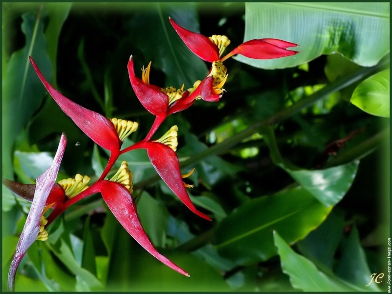 Les fleurs tropicales Galeri11