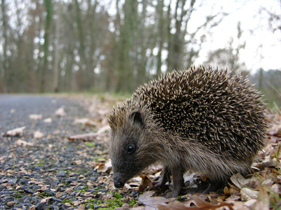 Les animaux dans toute leur splendeur - Page 4 Heriss10