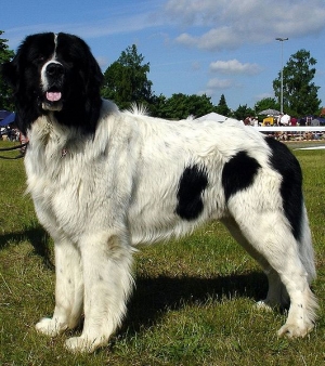 Le plus grand chien du monde? Landse11