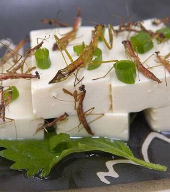 Des recettes japonaises... à base d'insectes Tofu-a10