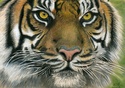 Tête de tigre Dessin23
